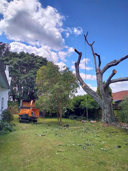Yard with tree down | Arborist Tauranga
