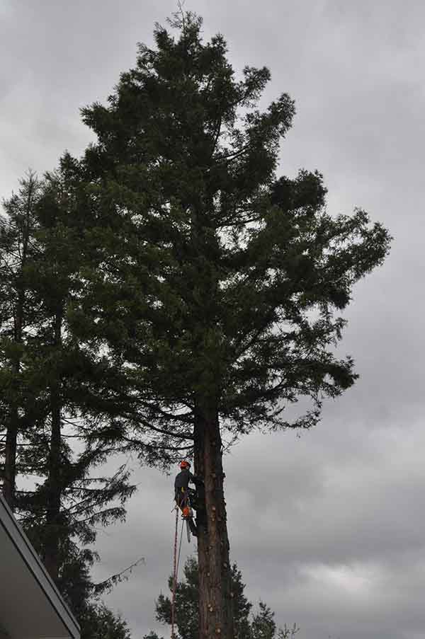 Large Pine | Arborist Tauranga