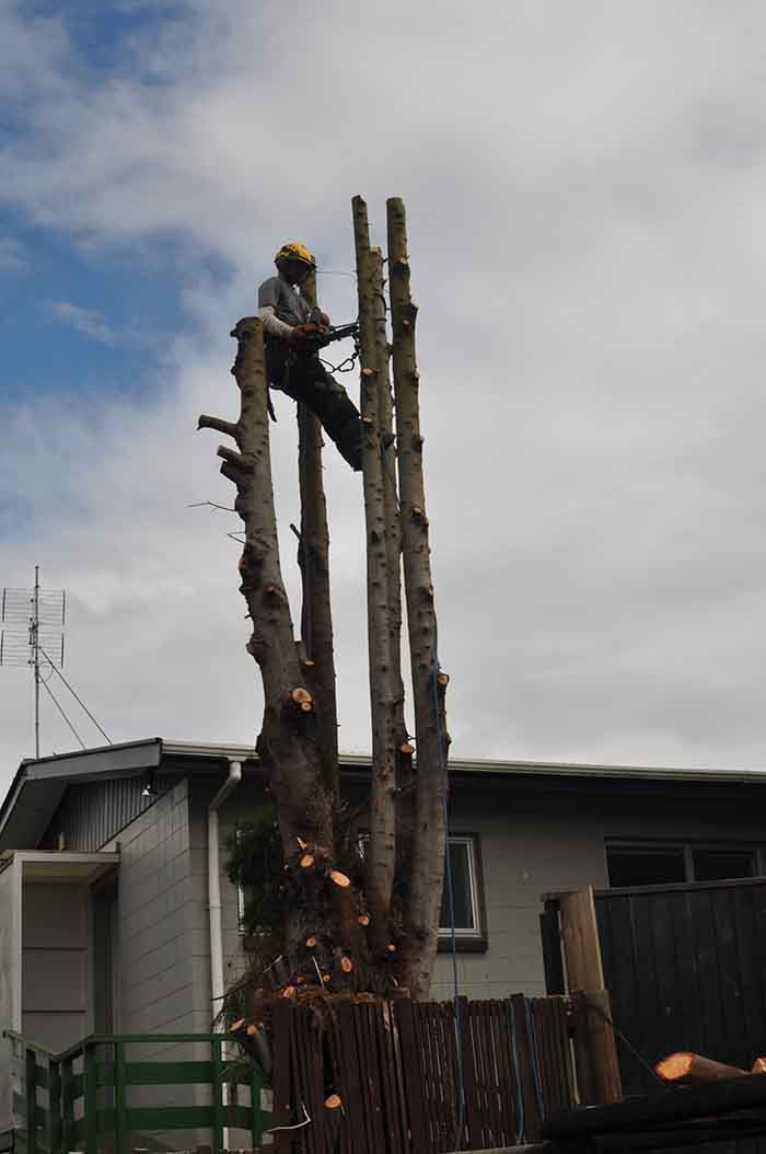Tricky tree removal | Arborist Tauranga