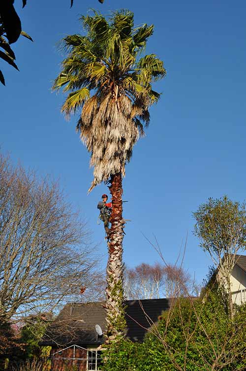 Large Palm | Arborist Tauranga
