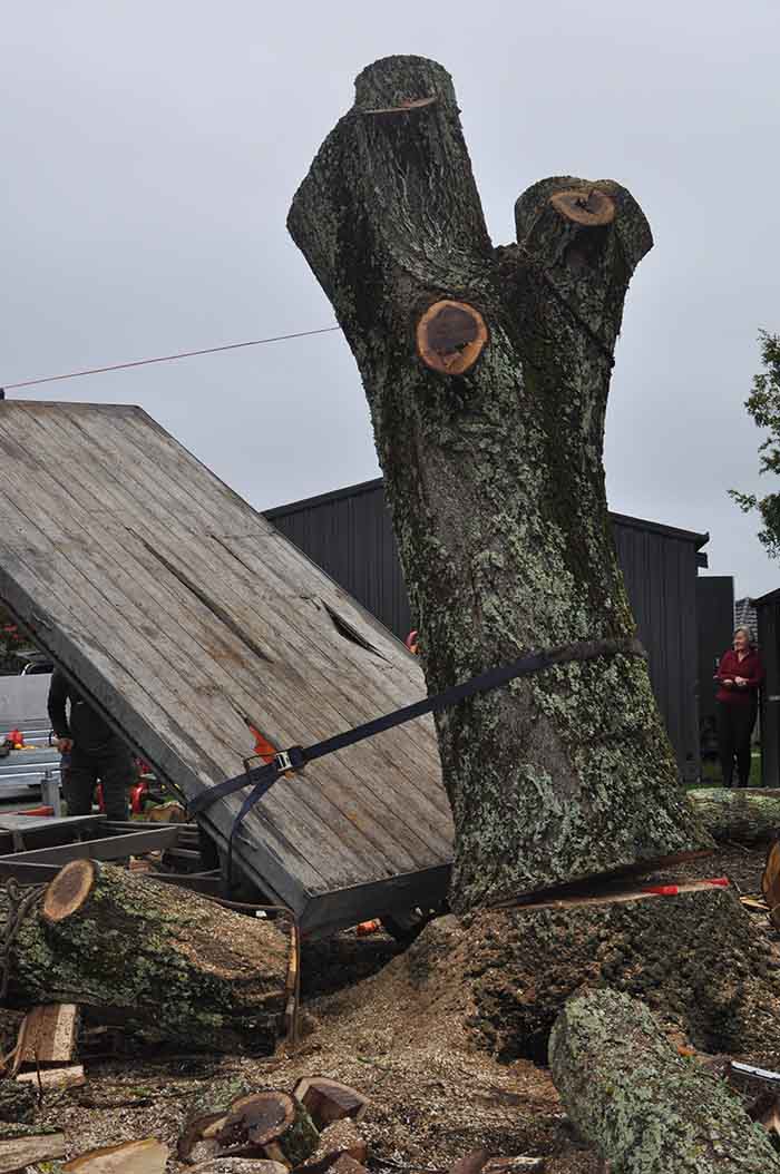 Last stage of tree removal | Arborist Tauranga