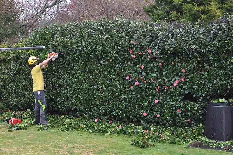Hedge Trimming Services | Tree & Hedge Trimming | Better Trees Ltd