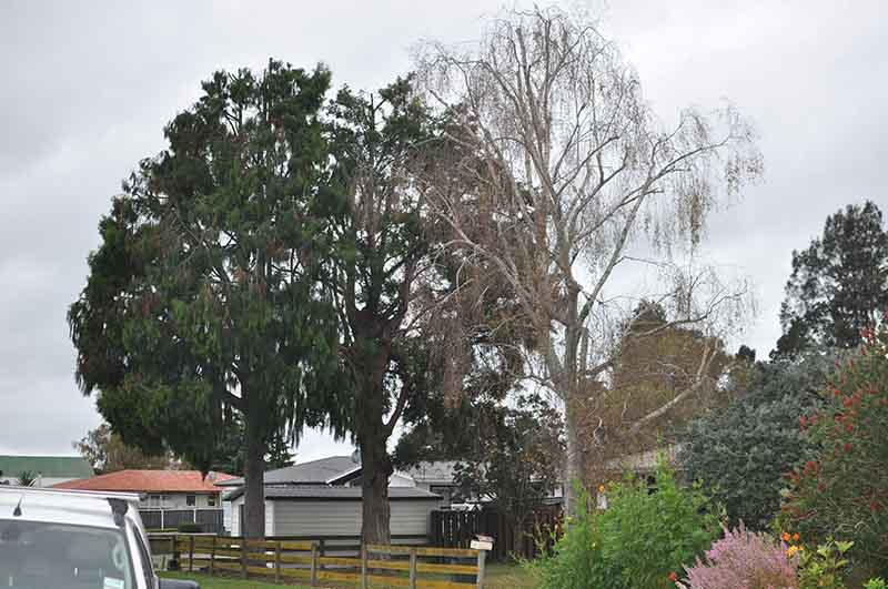 Tree | Arborist Tauranga