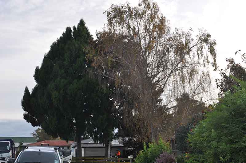 Large tree in Tauranga