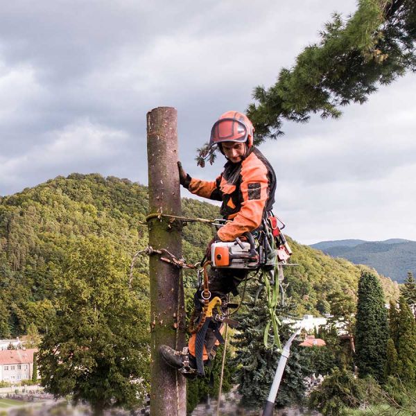 Difficult Tree Removal Services - Better Trees