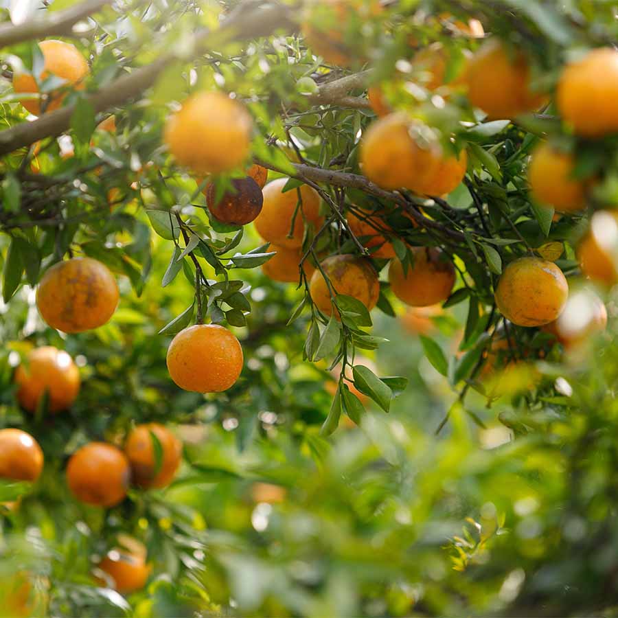 Fruit Trees Maintenance | Arborist Tauranga