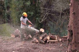 Wood Splitting | Arborist Tauranga