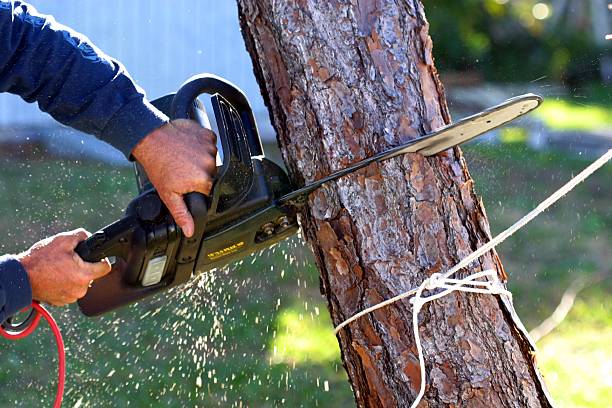 Tree Removal - Two Crucial Factors to Keep in Mind