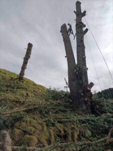 Tree Removal | Arborist Tauranga