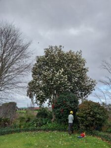 How to know when to prune and trim a tree | Arborist Tauranga