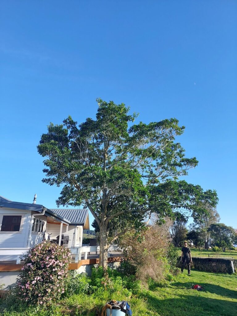 How to maintain your trees In New Zealand | Arborist Tauranga